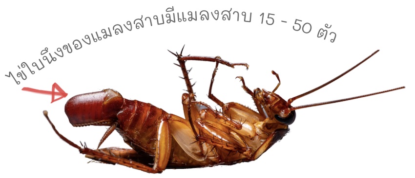 ไข่ใบนึงของแมลงสาบมีแมลงสาบ 15 - 50 ตัว