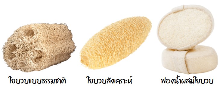 ใยบวบนั้นมี 3 ลักษณะ