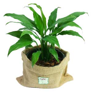 เดหลี (Peace Lily) ต้นไม้ฟอกอากาศ ไม้ร่มวางในบ้าน