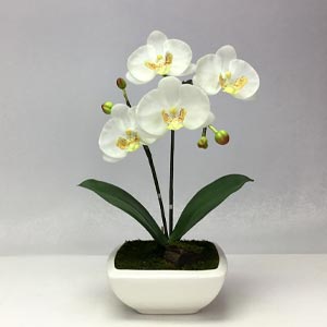ดอกกล้วยไม้ปลอม phalaenopsis จัดในกระถาง