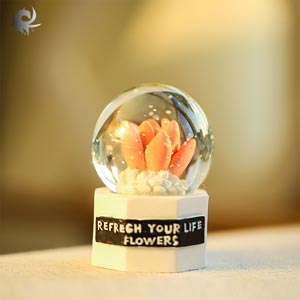 Cactus crystal ball คริสตันบอล กระบองเพ็ชร