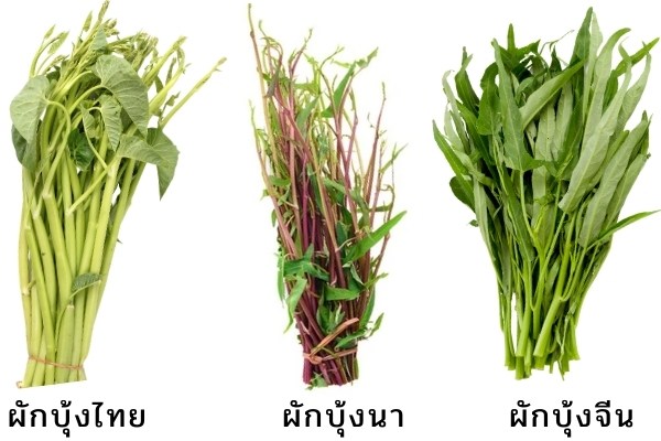 ผักบุ้งสามพี่น้อง