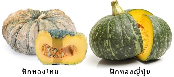 ฟักทองไทย vs ฟักทองญี่ปุ่น