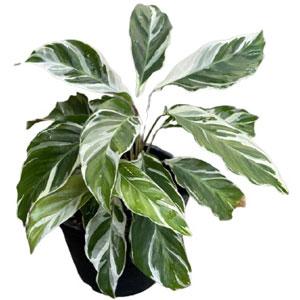 คล้าราชภัฏ/คล้าด่างขาว White Fusion Peacock/Calathea Snow White