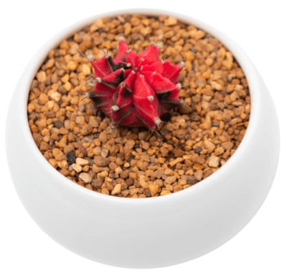 Variegated Gymnocalycium