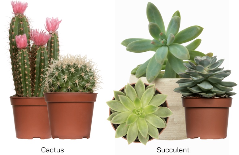 กระบองเพชร (Cactus) แตกต่างจาก ไม้อวบน้ำ (Succulent) อย่างไร ?