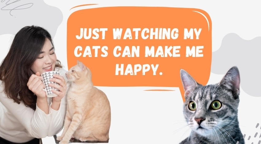 Just watching my cats can make me happy.แค่ได้นั่งมองแมวก็มีความสุขแล้ว