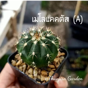 เมโลแคคตัส (Melocactus) แคคตัสรุ่นบุกเบิก