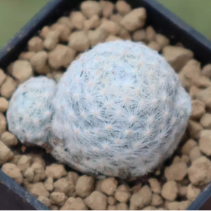 แคคตัสแมมมิลลาเรียลูกกอล์ฟ (Mammillaria Humboldtii) แมมลูกกอล์ฟ
