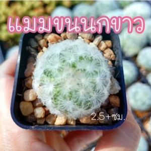 แมมมิลลาเรียขนนกขาว (Mammillaria plumosa) แคคตัสนุ่มฟู ไม่มีหนาม