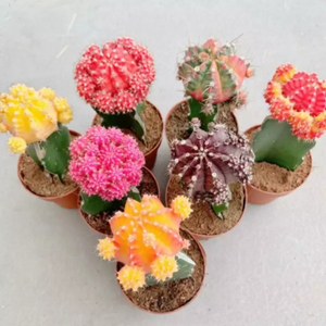 มูนแคคตัส (Moon cactus) ยิมโนคาไลเซียมสีสันสดใส