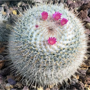 แมมมิลลาเรียเข็มเงิน (Mammillaria Geminispina) หนามแน่นเหมือนขนเม่น ดอกสวย