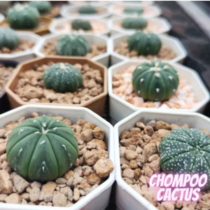 แคคตัสแอสโตรไฟตัม (Astrophytum) แคสตัสไม่มีหนาม