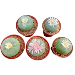 โลโฟโฟร่า (Lophophora) แคคตัสไม่มีหนาม แคคตัสซาลาเปา