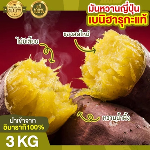 มันหวานญี่ปุ่น สายพันธ์ุเบนิ ฮารุกะ นำเข้าจากอิบารากิ