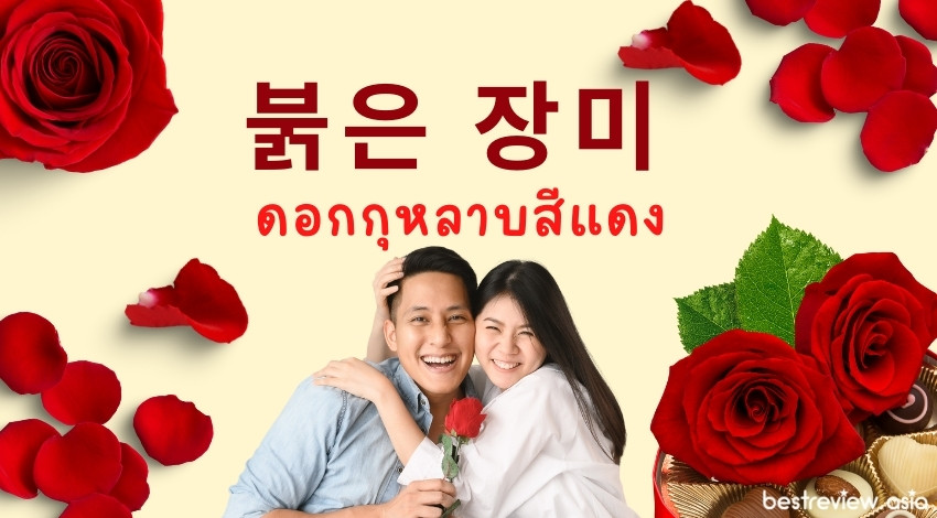 붉은 장미พุคกึน ชังมี ดอกกุหลาบสีแดง