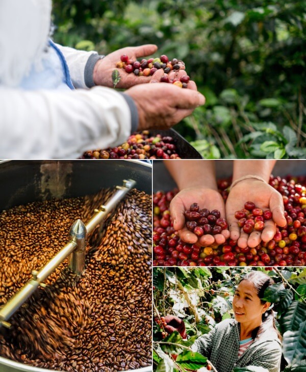 กาแฟดอยตุง มีความใส่ใจพิถีพิถันทุกขั้นตอนการผลิต