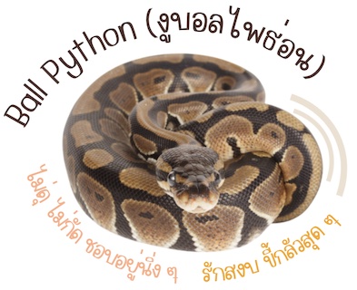สายพันธุ์น้องงู ที่นิยมเลี้ยง : งูบอลไพธ่อน