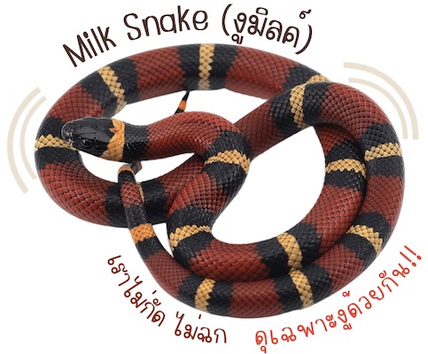 สายพันธุ์น้องงู ที่นิยมเลี้ยง : งูมิลค์