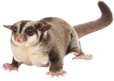 Sugar glider (ชูการ์ไกลเดอร์)