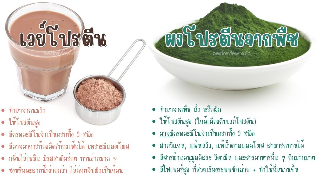 เปรียบเทียบความแตกต่างของ เวย์โปรตีน - โปรตีนจากพืช แบบไหนเหมาะกับคุณ