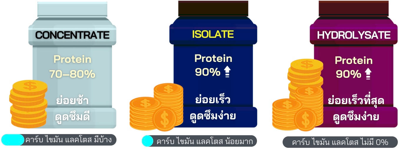 ความแตกต่างของเวย์โปรตีนแต่ละประเภท