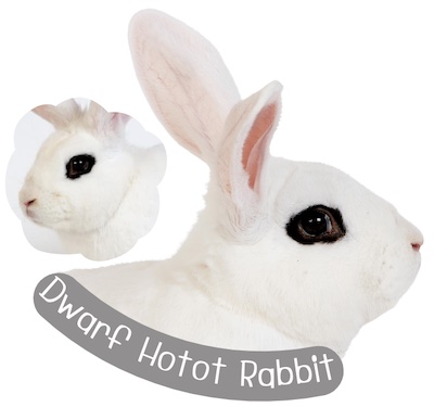 กระต่ายพันธุ์ ดวอร์ฟ โฮโท (Dwarf Hotot)