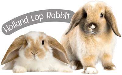 กระต่ายพันธุ์ ฮอลแลนด์ลอป (Holland Lop) หูไม่ชี้ขึ้นเหมือนสายพันธุ์อื่น