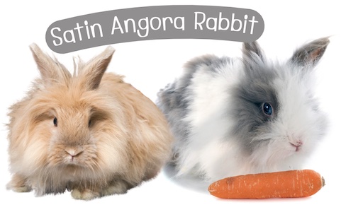 กระต่ายพันธุ์ ซาตินแองโกลา (Satin Angora) มีขนนุ่มฟูและยาวมาก ๆ