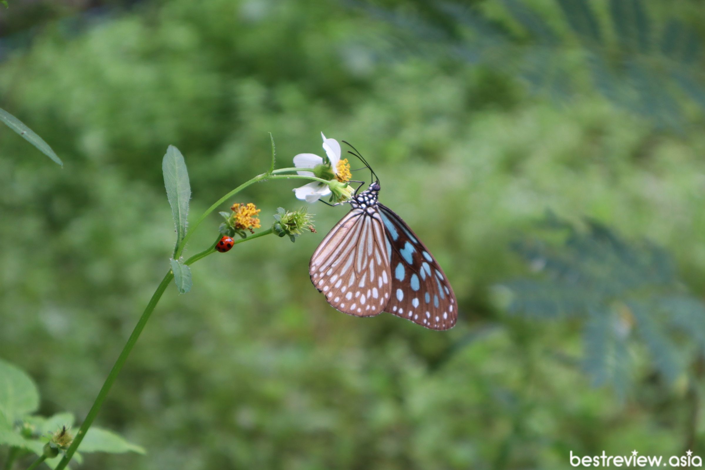 ตัวอย่างภาพจาก Canon EOS M50 Mark II + Canon EF-M 15-45mm f/3.5-6.3 IS STM (1/160 sec, f/6.3, ISO250)