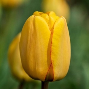 หัวทิวลิป มีหลายสีให้เลือก