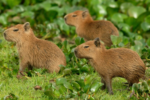 คาปิบาร่า หรือ คาปิบารัส (Capybaras)