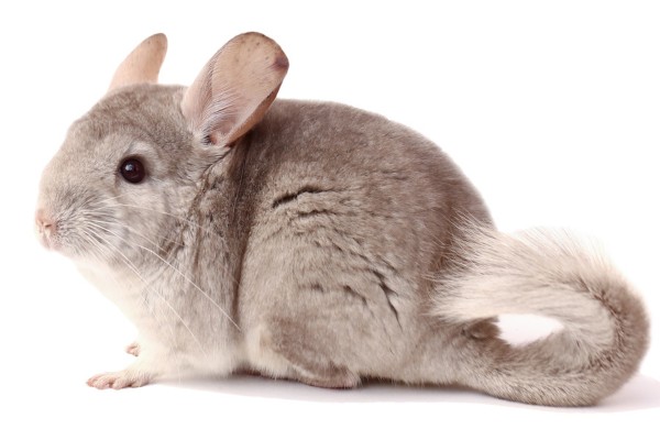 ชินชิล่า (Chinchilla)