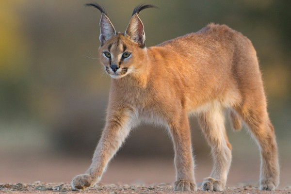 แมวป่าคาราคัล (Caracal)