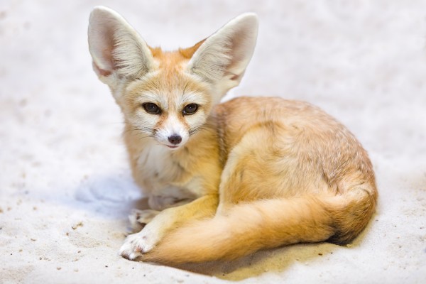 จิ้งจอกทะเลทราย หรือ จิ้งจอกเฟนเนก (Fennec Fox)