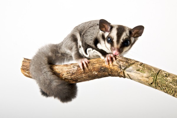 ชูการ์ไกลเดอร์ (Sugar Glider)