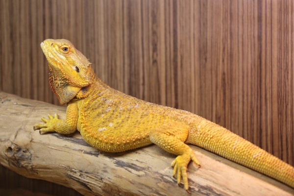 กิ้งก่ามังกรเครา (Bearded Dragons)