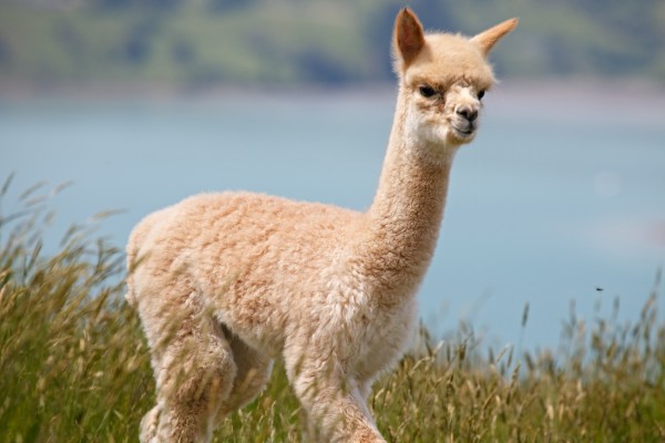 อัลปาก้า (Alpaca)