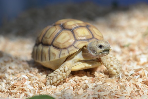 เต่าซูลคาต้า (Sulcata tortoise)