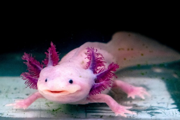 ปลาตีนเม็กซิโก หรือ หมาน้ำ (Axolotls)
