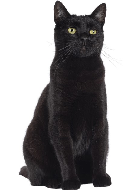 แมวดำ : Black cat