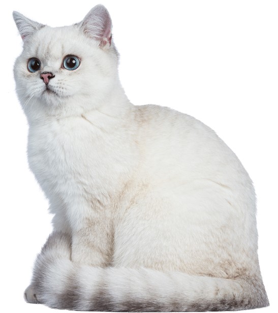 แมวขาว : White Cat