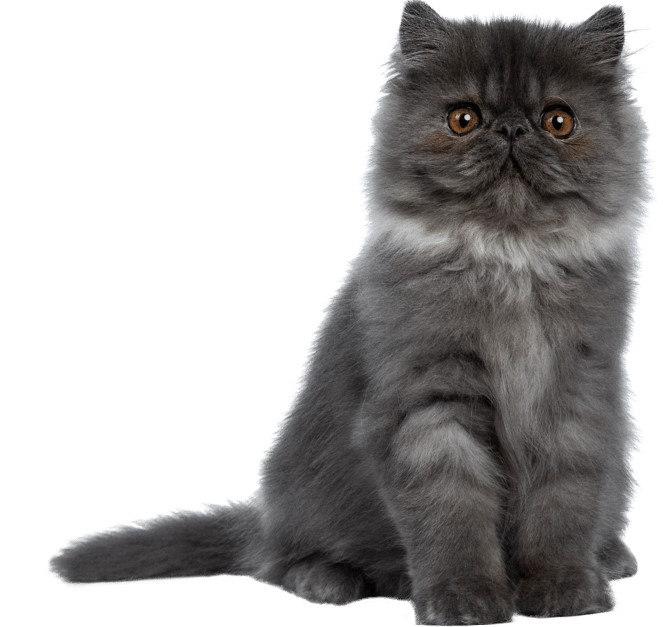 แมวเทา : Blue cat