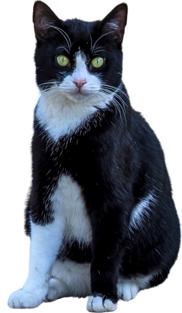 แมวขาวดำ : Tuxedo cat