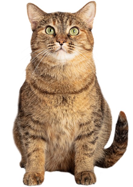 แมวลายสลิด : Tabby Cat