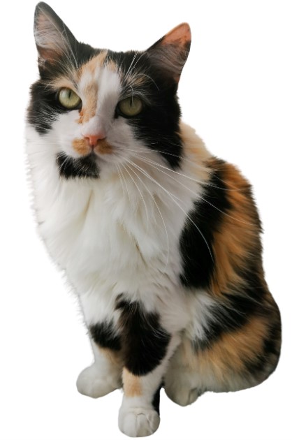 แมวสามสี : Calico cat