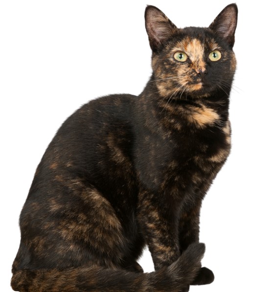 แมวสีเปรอะ : Tortoiseshell cat