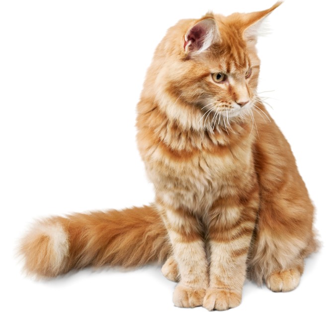 แมวส้ม : Ginger Cat