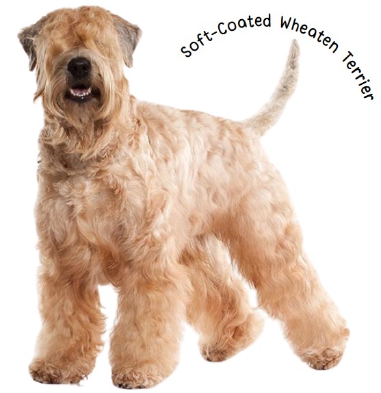 ไอริส ซ๊อฟโค๊ทวีตเทน เทอร์เรีย (Soft-Coated Wheaten Terrier)