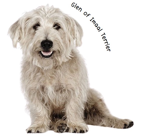 เกลน ออฟ อิมาล เทอร์เรีย (Glen of Imaal Terrier)